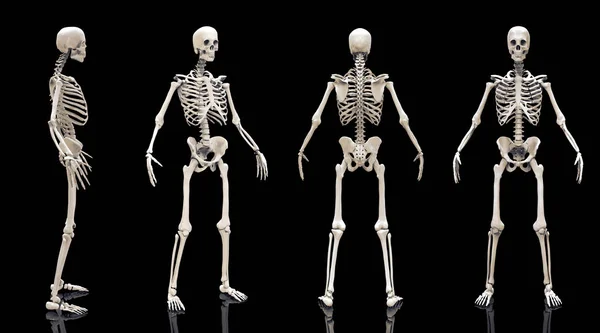 Menschliche Skelettknochen Anatomie Struktur Des Menschlichen Körpers Isoliert Darstellung — Stockfoto