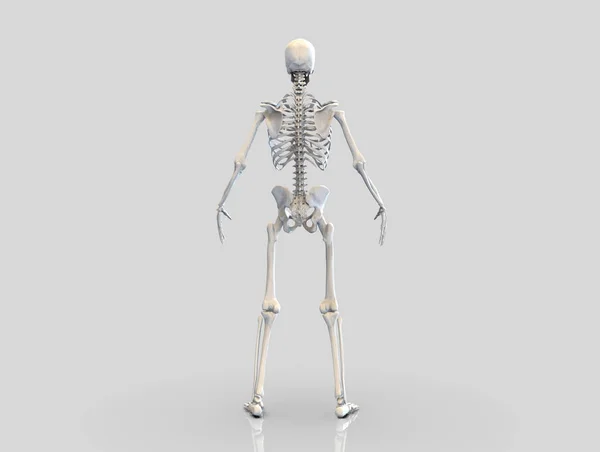 Estrutura Anatômica Dos Ossos Esqueleto Humano Corpo Humano Isolado Render — Fotos gratuitas