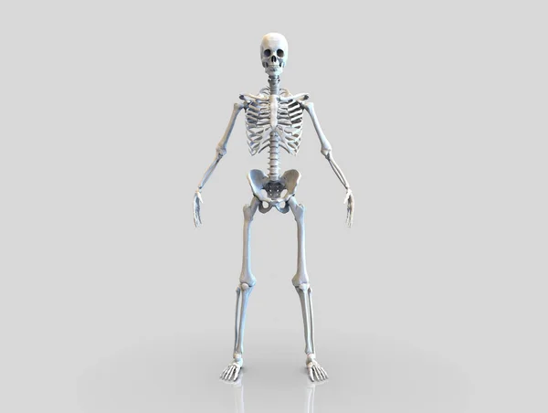 Emberi Csontváz Csontok Anatómia Szerkezete Emberi Test Izolált Render — Stock Fotó