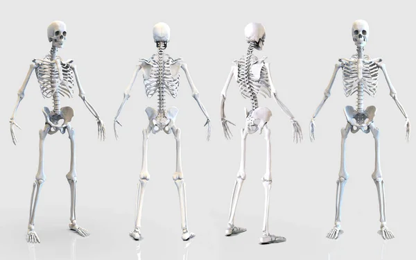 Структура Анатомії Кісток Скелета Людини Ізольована Візуалізація — стокове фото