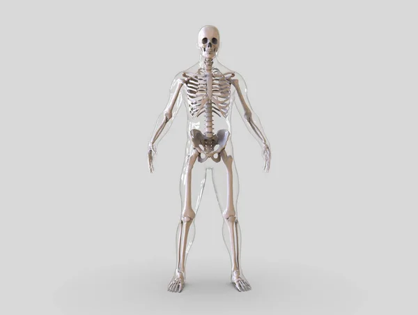 Structure Anatomique Osseuse Squelette Humain Corps Humain Isolé Rendu — Photo