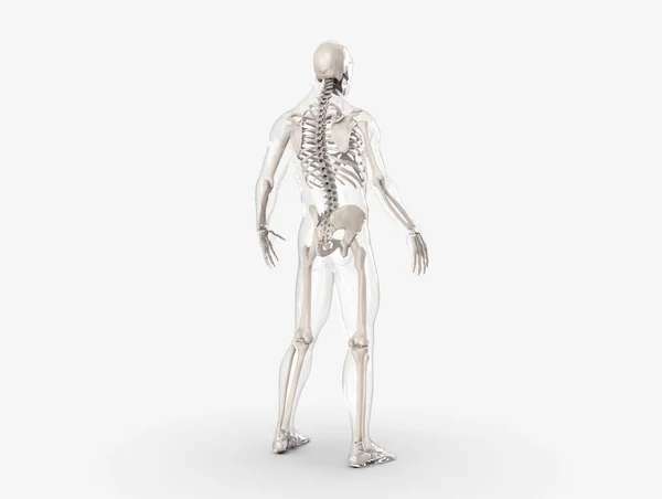Structure Anatomique Osseuse Squelette Humain Corps Humain Isolé Rendu — Photo gratuite
