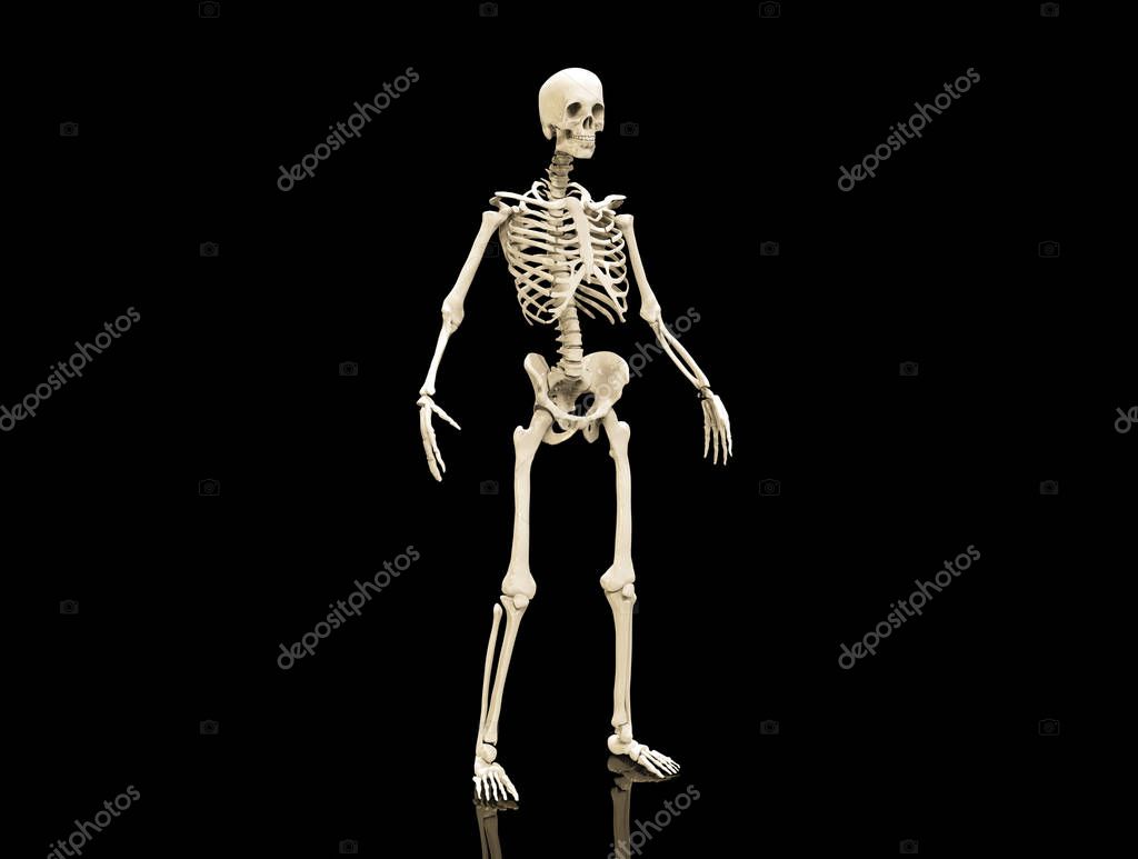 depositphotos_319490860-free-stock-photo-human-skeleton-bones-anatomy-structure.jpg