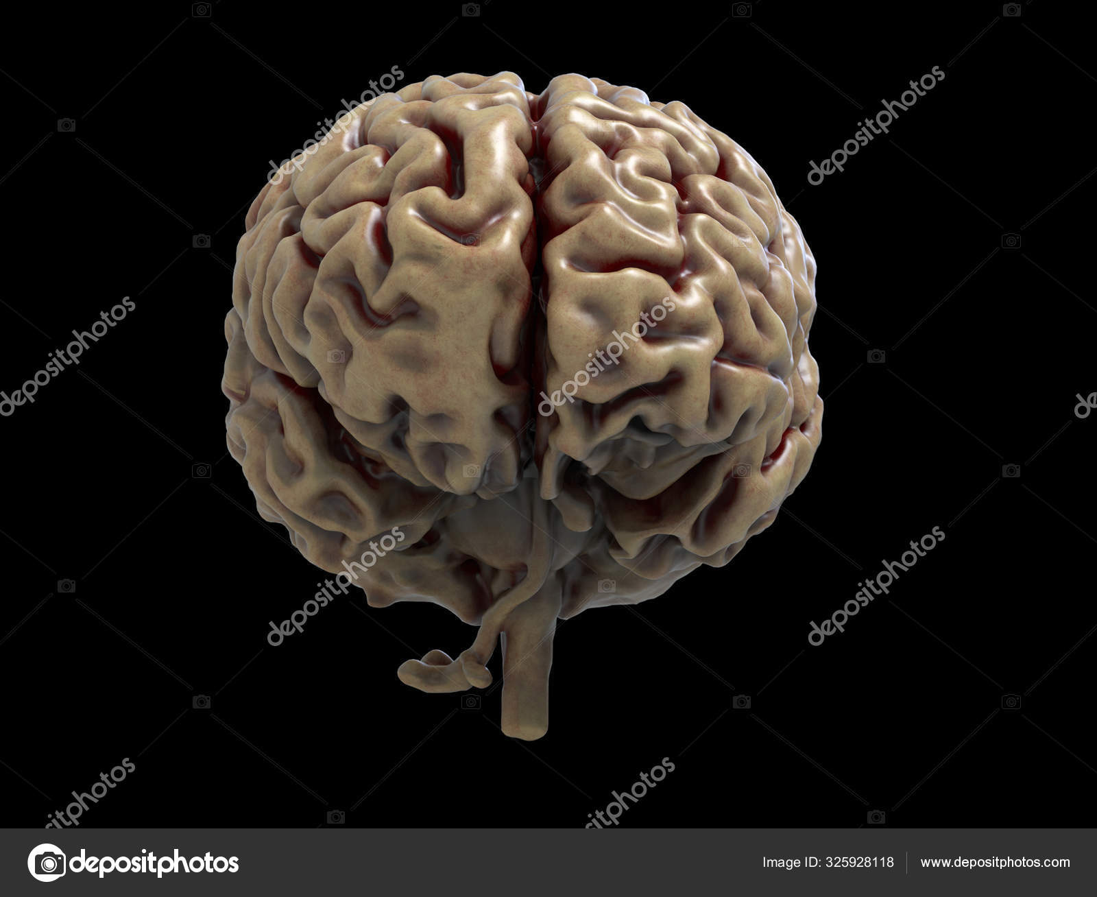 Brain Detail In Human Anatomy Isolated In Black Background 3d Render Free Stock Photo C Abidal Brain Detail In Human Anatomy Isolated In Black Background 3d Render Free Stock Photo C Abidal