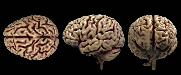 Brain anatomy of the human body in three views isolated in white background - 3d rendering — Stock Photo, Image