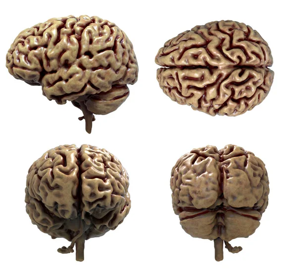 在白色背景下分离的四种观点中的人体大脑解剖学- - 3D渲染 图库图片