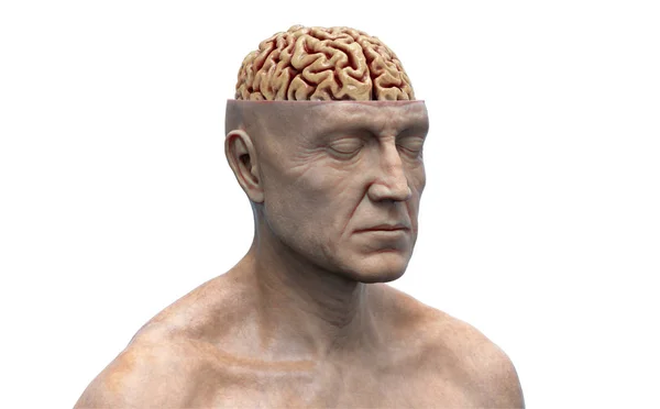 白色背景下孤立的透视人体的脑解剖学- 3D渲染 图库照片