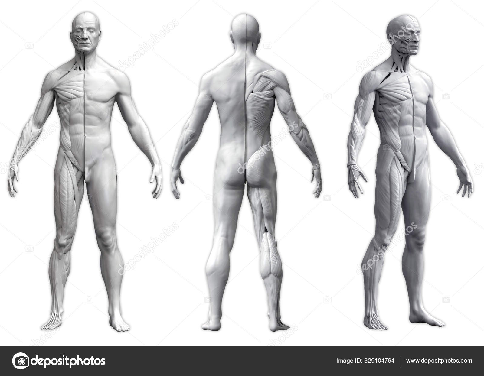 Templates - Humans - Humans - Male Body