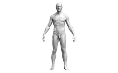 Önden bakıldığında insan vücudu anatomisi beyaz arka planda izole edilmiş.