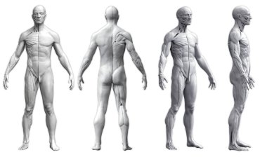 Beyaz arka planda izole edilmiş dört görüntülü bir adamın insan anatomisi.