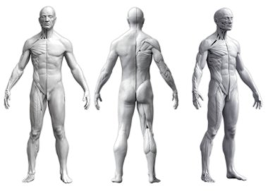Beyaz arka planda izole edilmiş üç görüntüdeki bir adamın insan vücudu anatomisi.