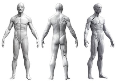 Human body anatomy of a man in three views isolated in white background clipart
