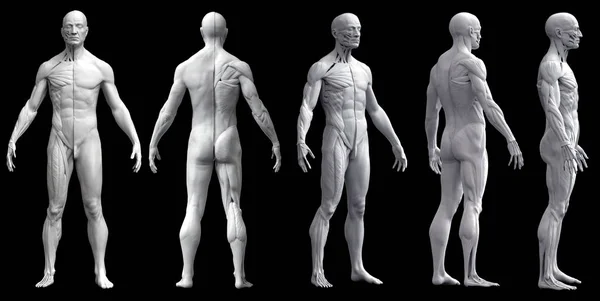 Anatomia del corpo umano di un uomo cinque visualizzazioni isolate in sfondo nero — Foto Stock