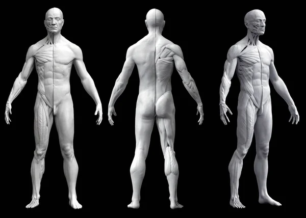 Anatomía del cuerpo humano de un hombre en tres vistas aisladas en fondo blanco — Foto de Stock