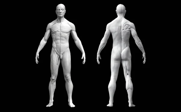 Anatomía del cuerpo humano de un hombre en dos vistas aisladas en fondo negro —  Fotos de Stock