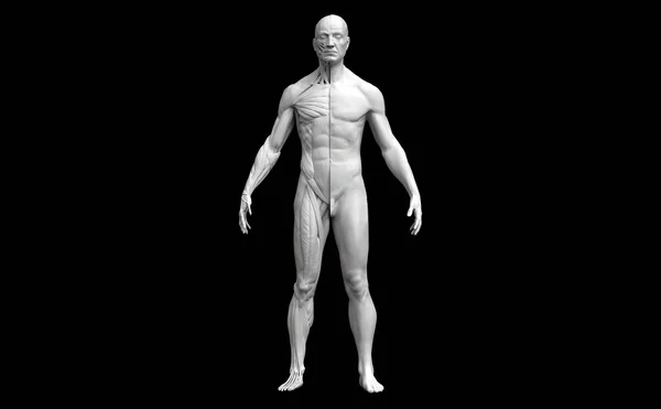 Anatomía del cuerpo humano de un hombre en una vista frontal aislado en fondo negro Imagen de archivo
