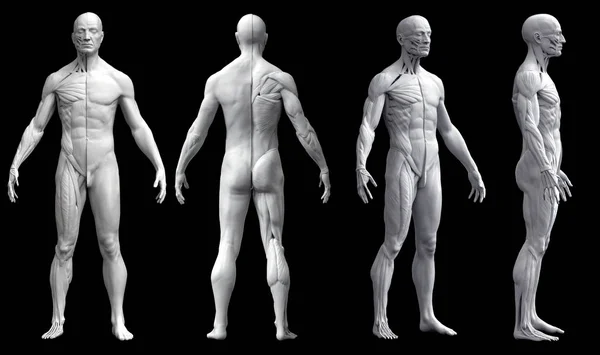 Anatomía del cuerpo humano de un hombre en cuatro vistas aisladas en fondo negro Fotos De Stock