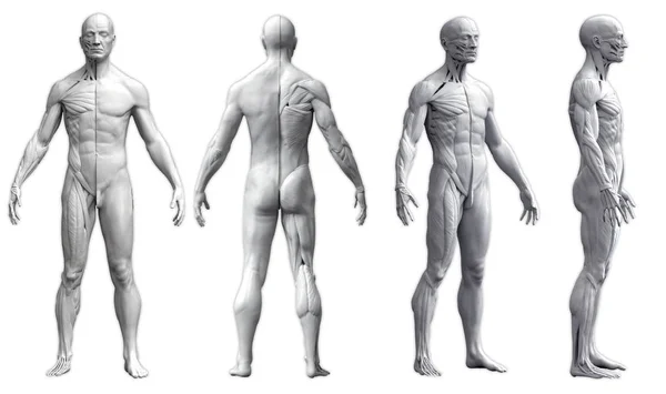 Anatomia del corpo umano di un uomo in quattro punti di vista isolato in sfondo bianco Fotografia Stock