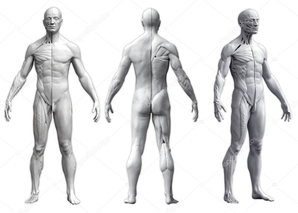 Human body anatomy of a man in three views isolated in white background