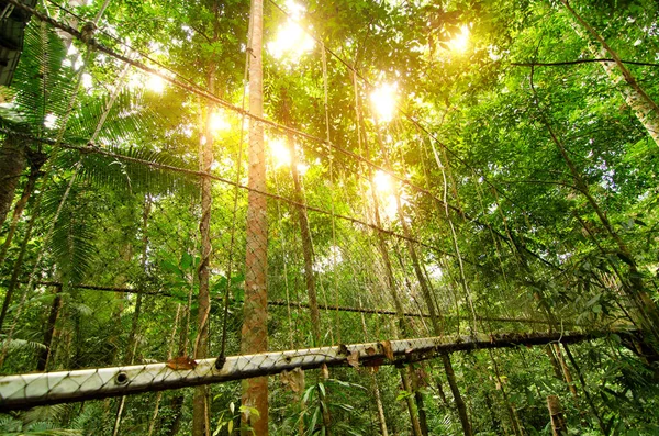 Pont à baldaquin en taman negara — Photo