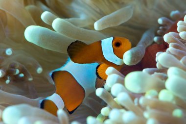 anemon resif yüzen balık