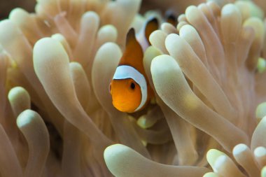 anemon resif yüzen balık