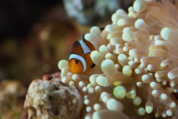 Ryby pływające w pobliżu anemone rafa — Zdjęcie stockowe