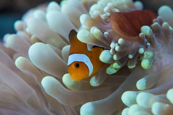 Рыба, плавающая возле анемонового рифа — стоковое фото