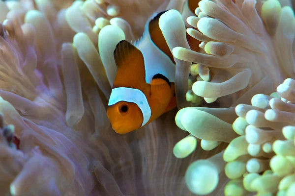 Fish floating near anemone reef — Stock Photo, Image