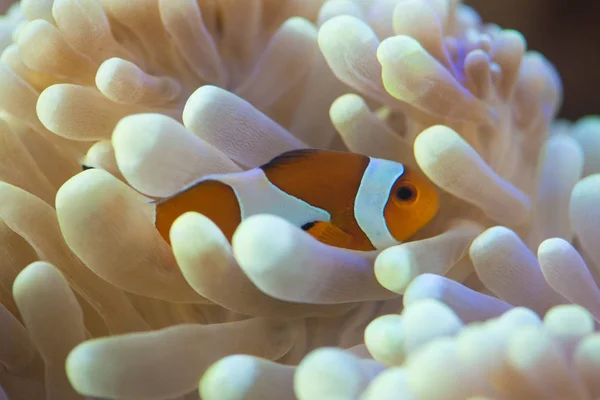 Ryby pływające w pobliżu anemone rafa — Zdjęcie stockowe