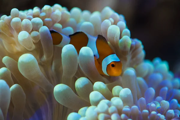 Peixes que flutuam perto do recife de anêmona — Fotografia de Stock