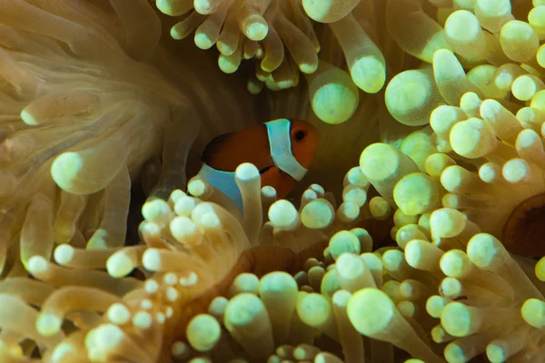 Fish hosting on anemone — Stock Photo, Image