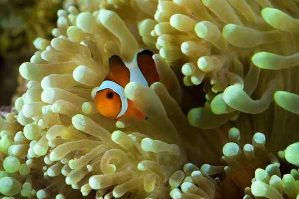 Fish hosting on anemone — Stock Photo, Image