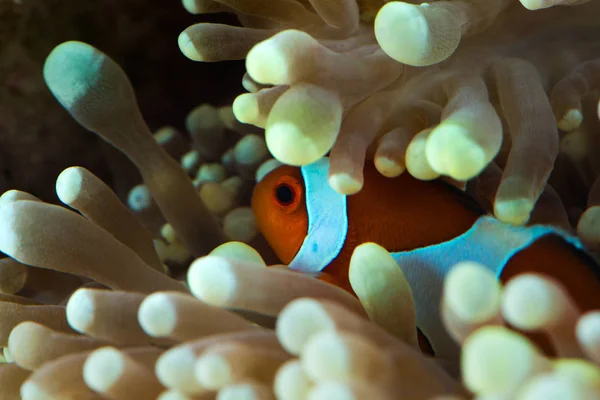 Fish hosting on anemone — Stock Photo, Image