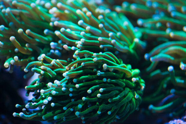 Close up shot of green torch coral — Stock Photo, Image