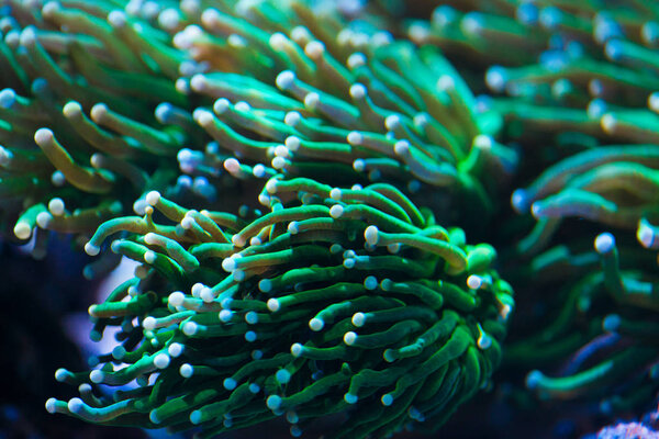 Close up shot of green torch coral Stock Photo
