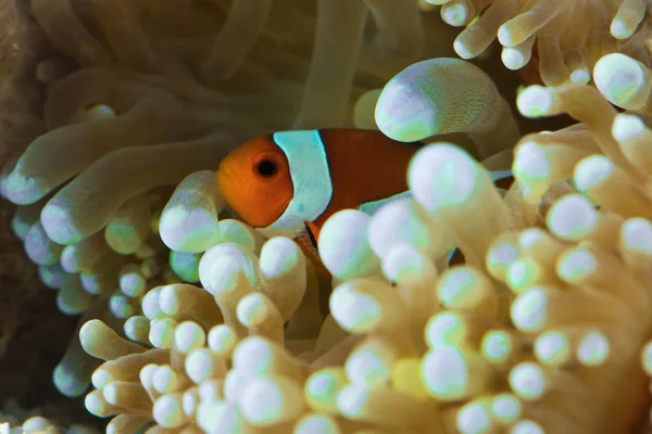 Fish hosting on anemone — Stock Photo, Image