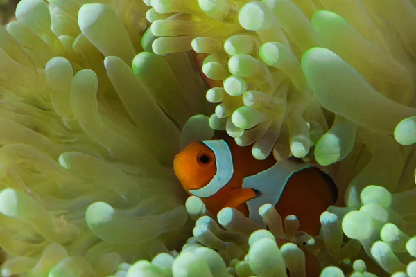 Fish hosting on anemone — Stock Photo, Image