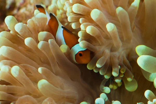 Fish hosting on anemone — Stock Photo, Image