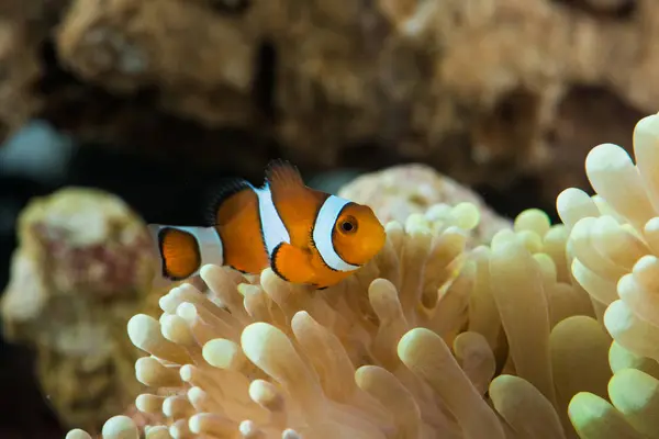 Fish hosting on anemone — Stock Photo, Image