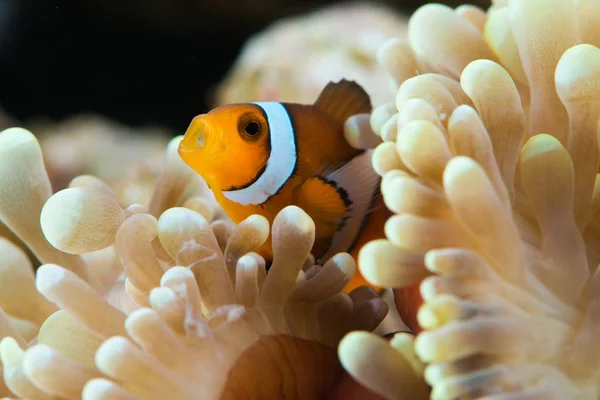 Alojamiento de peces en anémona —  Fotos de Stock