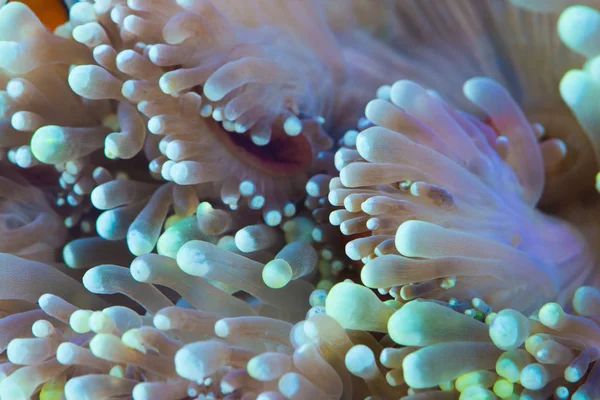 Zielona chmurka Wskazówka morskiego anemonu — Zdjęcie stockowe