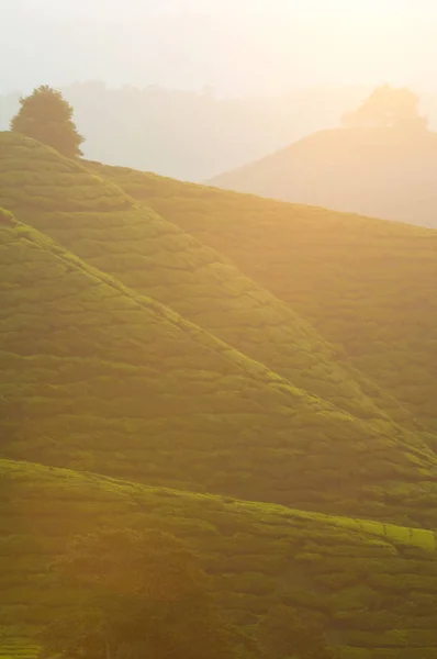 Mattina a cameron highlands — Foto Stock