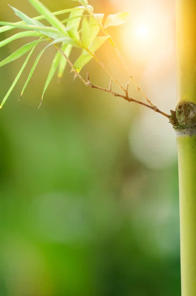 Sabahları bambu ormanı — Stok fotoğraf