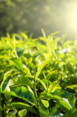 yeşil çay yaprakları