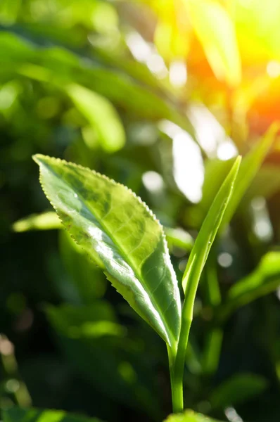 Folhas de chá verde — Fotografia de Stock