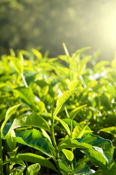 yeşil çay yaprakları