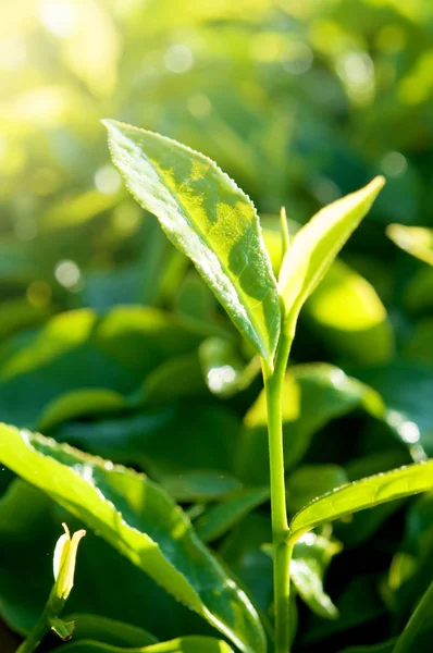 yeşil çay yaprakları