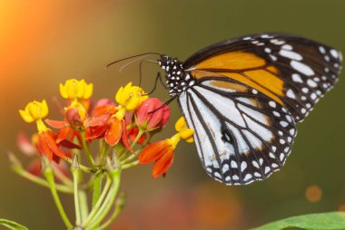 Çiçeklerdeki güzel kelebek