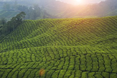 sabah cameron highlands